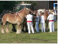 Fête du cheval de Trait. Le dimanche 3 juin 2012 à Steenwerck. Nord. 